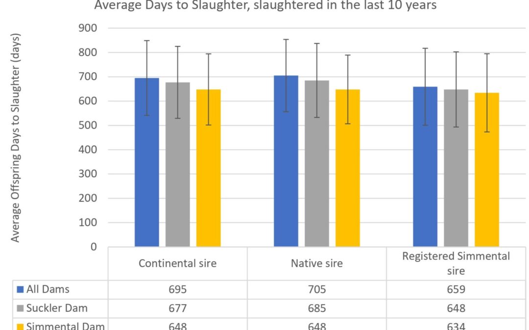 NATIONAL BEEF EVALUATION DATA SHOWS BRITISH SIMMENTAL ADVANTAGES IN AGE AT SLAUGHTER; REDUCED FINISHING COSTS; & ENVIRONMENTAL IMPACT!