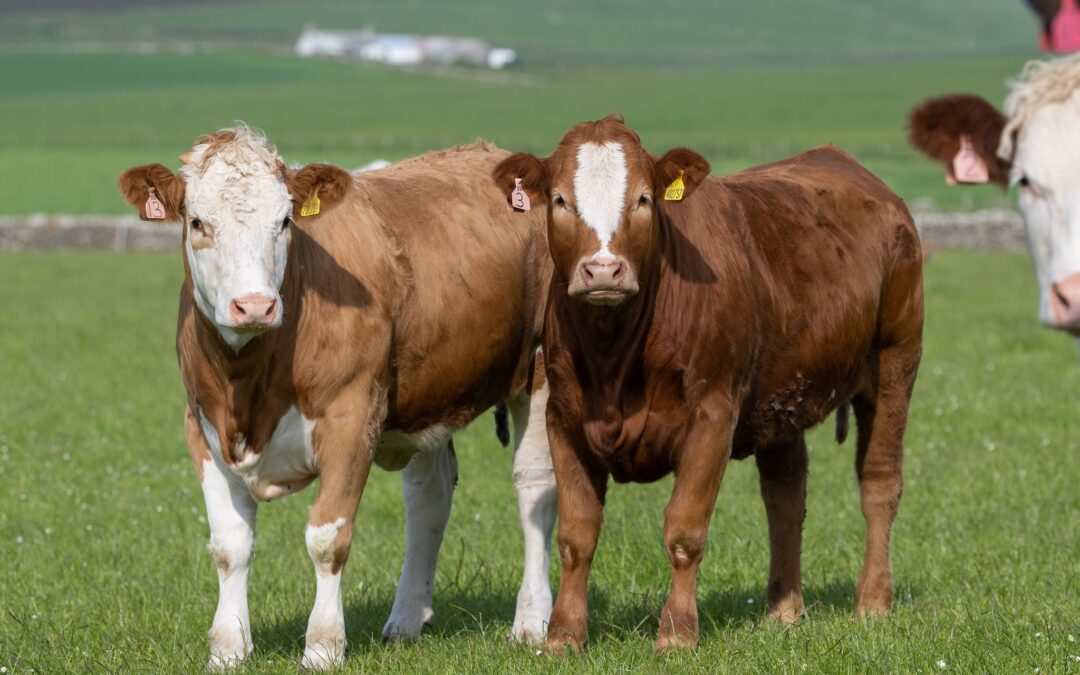SIMMENTALS CONTINUING TO TOP SALES AT MARKETS AROUND THE UK!