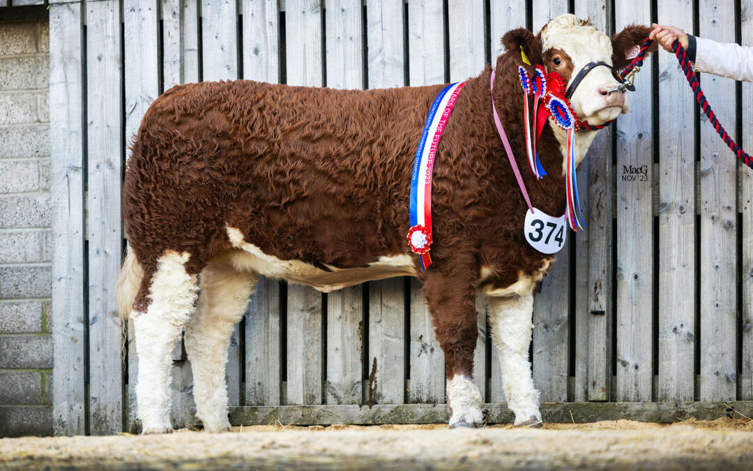 BACKMUIR SIMMENTAL WINS SENIOR INTERBREED AT STARS OF THE FUTURE CALF SHOW!