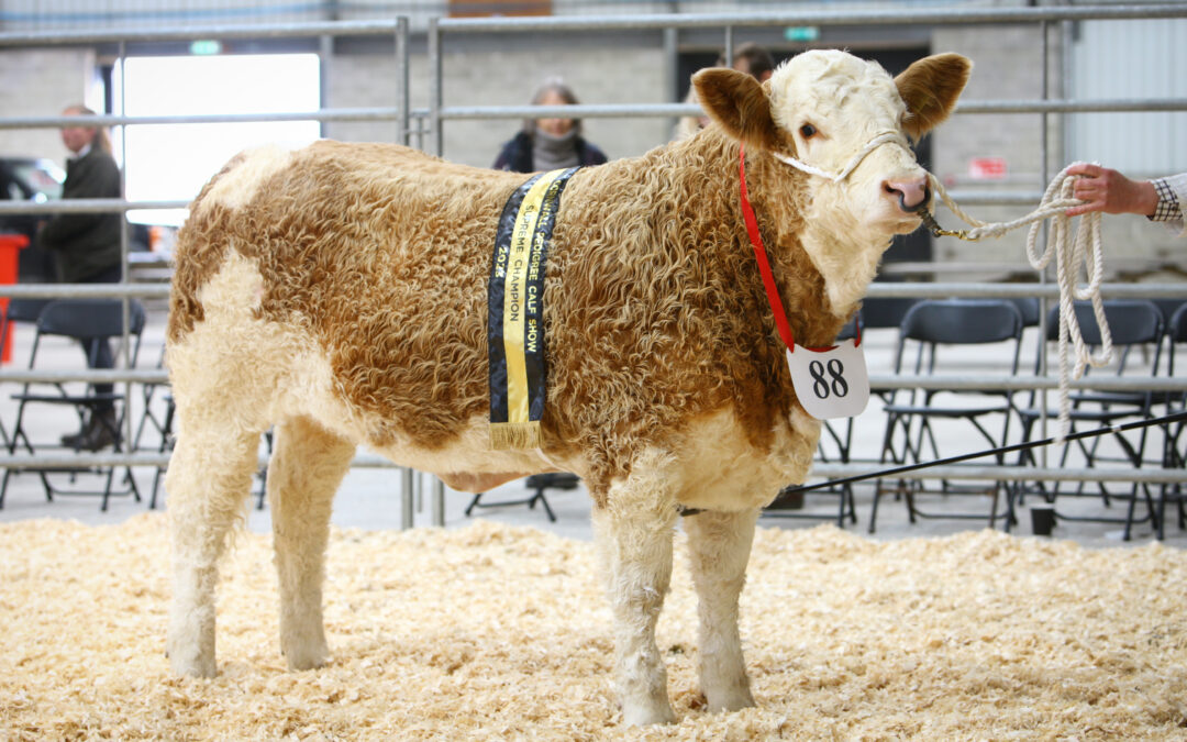 BOSAHAN PALOMA ESTELLE (P) WINS INTERBREED OVERALL SUPREME AT CORNWALL PEDIGREE BEEF CALF SHOW!