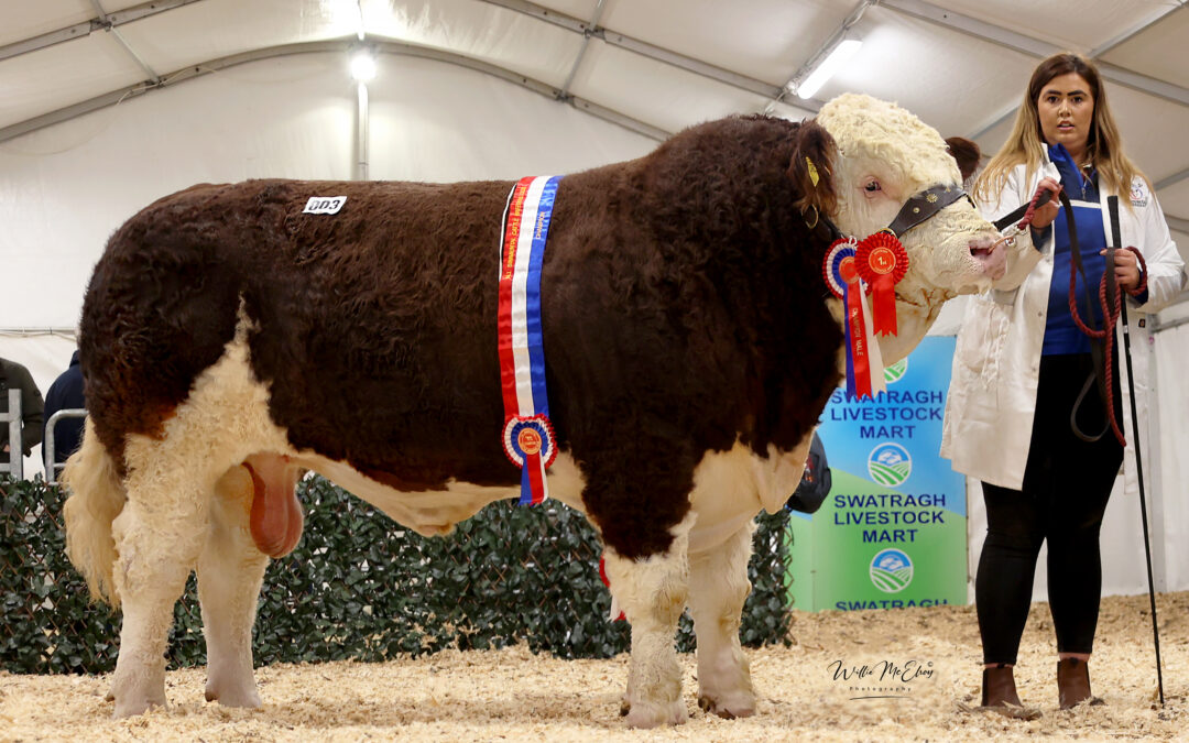 5000GNS ASHLAND LUCY NORA TOPS SIMMENTAL SALE IN SWATRAGH