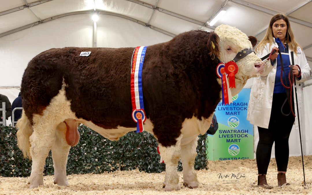 Nicky Moreton, Author at British Simmental Cattle Society - Page 3