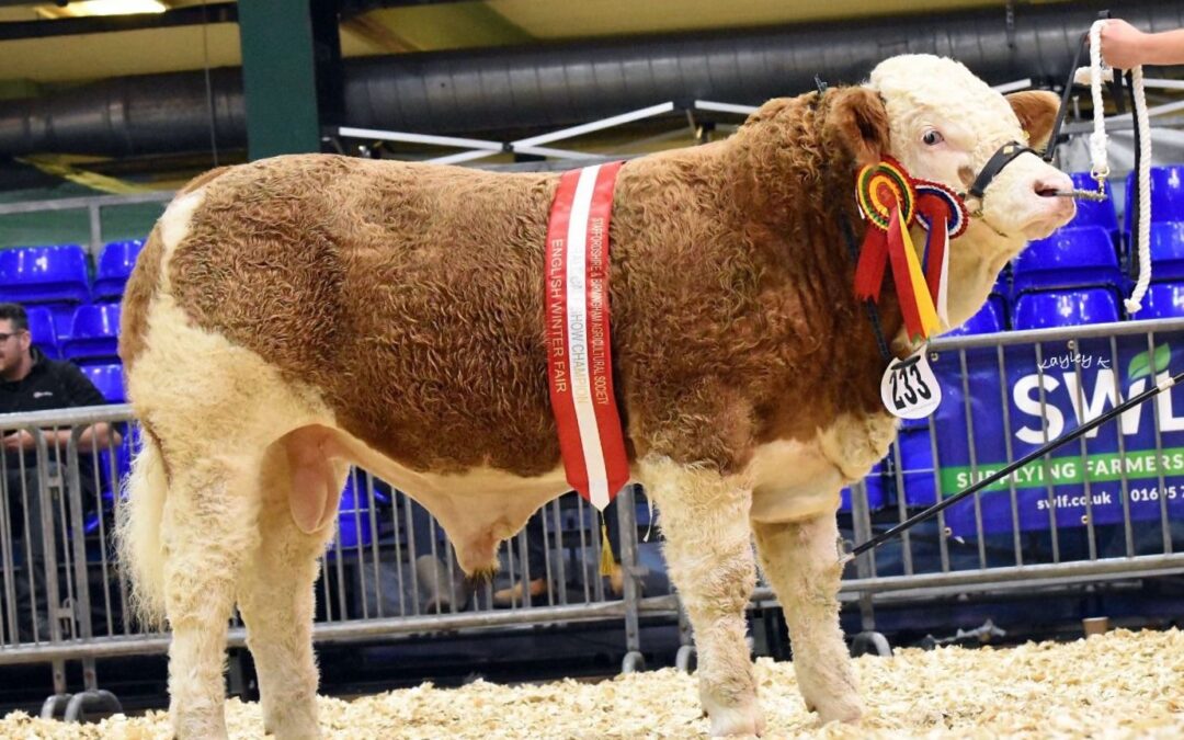 POPES PREMIER WINS NATIONAL PEDIGREE CALF SHOW INTERBREED AT 2023 ENGLISH WINTER FAIR