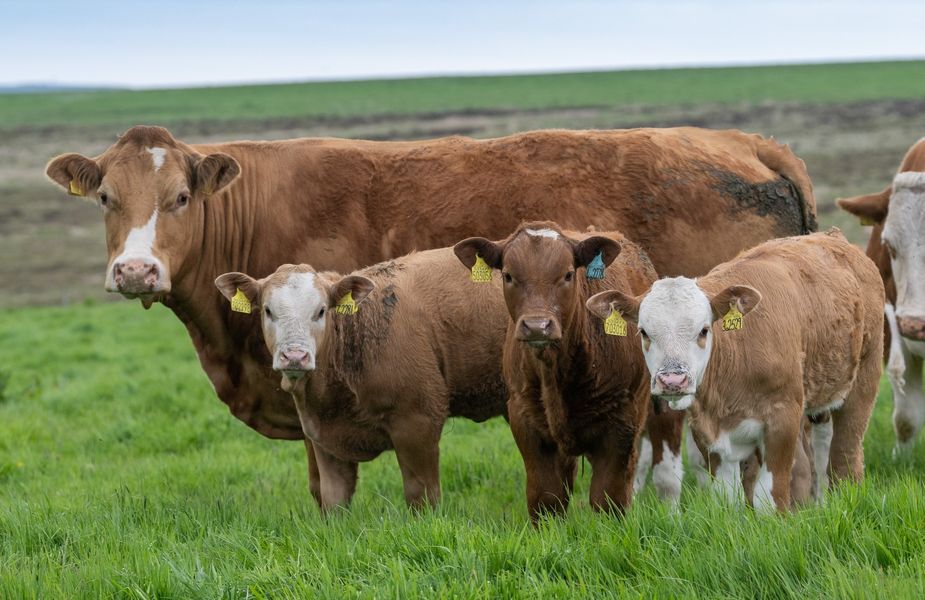 SIMMENTALS TOPPING SALES AT 35 MARKETS AROUND THE UK!