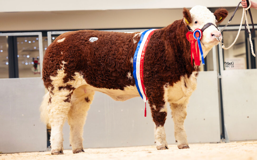 ‘CLASSY’ COOLCRAN HEIDIS NOREEN SELLS FOR 26,000GNS TO LEAD THE NEXT GENERATION III SIMMENTAL SALE AT CARLISLE