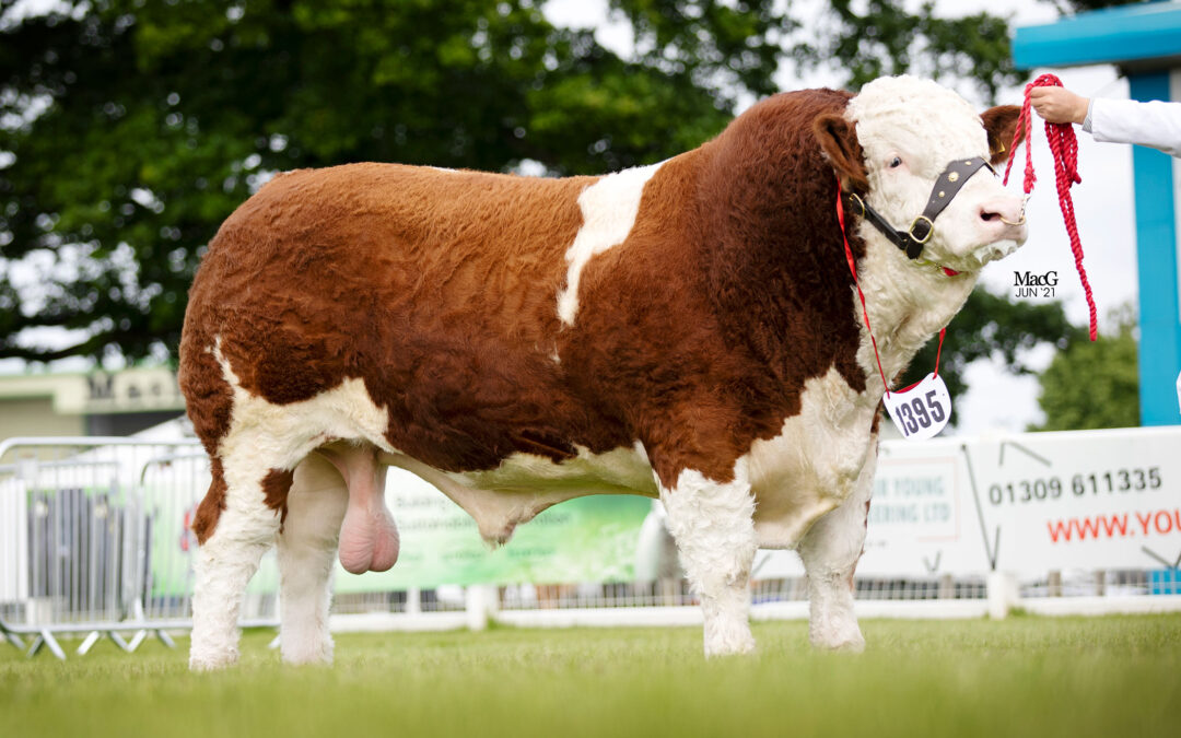 GAVIN BROWN’S ISLAVALE JABBA IS THE 2023 SIMMENTAL ‘CHAMPION OF EUROPE’