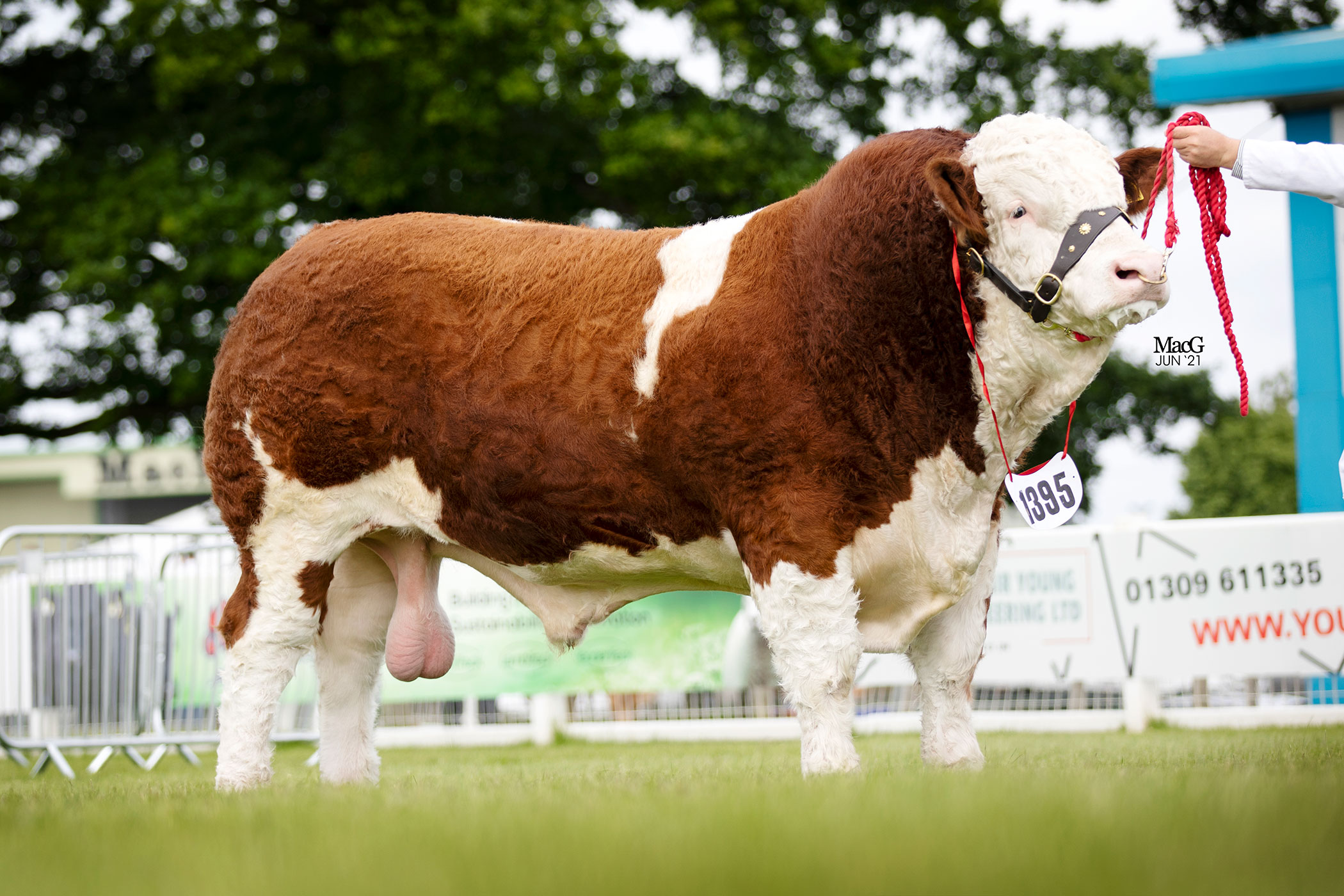 2023 Scottish News Archives - British Simmental Cattle Society