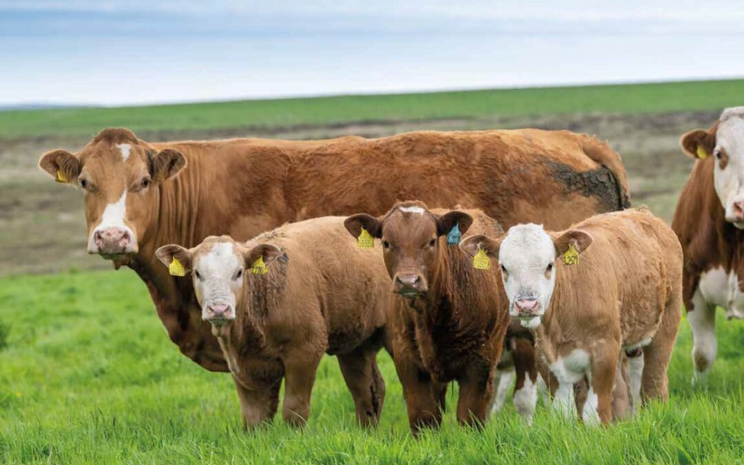 ADDED VALUE SIMMENTALS CONTINUING TO TOP SALE SECTIONS AROUND THE UK!