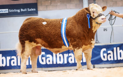 37,000GNS DENIZES NUGGET LEADS RECORD SIMMENTAL AVERAGE AT FEBRUARY 2024 STIRLING BULL SALE