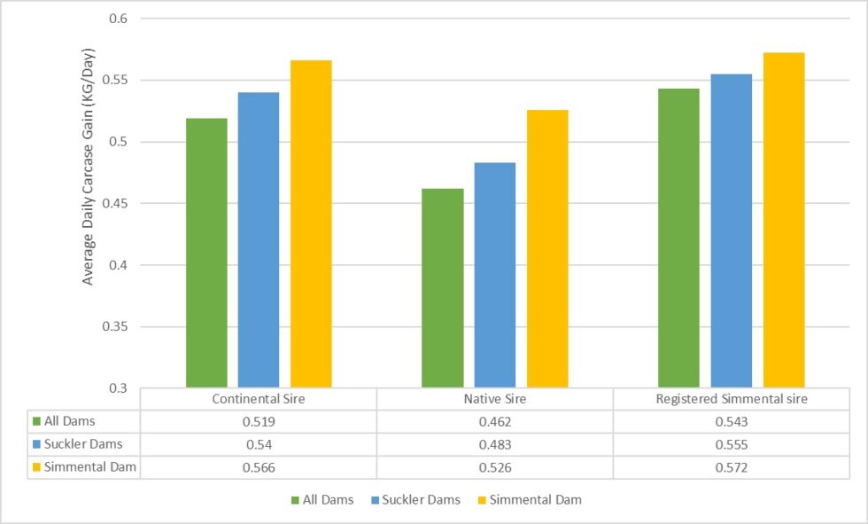 NEW & UPDATED: BRITISH SIMMENTAL ADVANTAGES IN DAILY CARCASE GAIN SHOWN ...