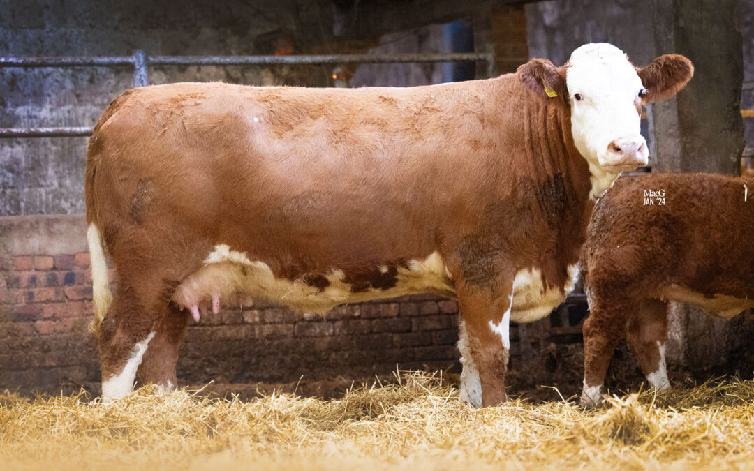 5800GNS TOPS PART ONE OF THE BROOMBRAE SIMMENTAL HERD DISPERSAL SALE