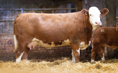 5800GNS TOPS PART ONE OF THE BROOMBRAE SIMMENTAL HERD DISPERSAL SALE