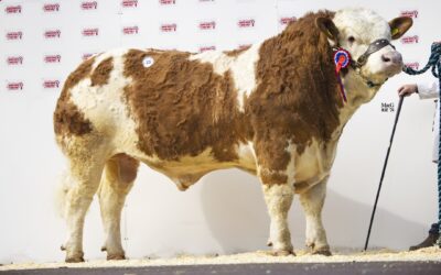 5000GNS SCOTLAND HILL NEWMAN LEADS SIMMENTAL TRADE AT MELTON MULTI-BREED