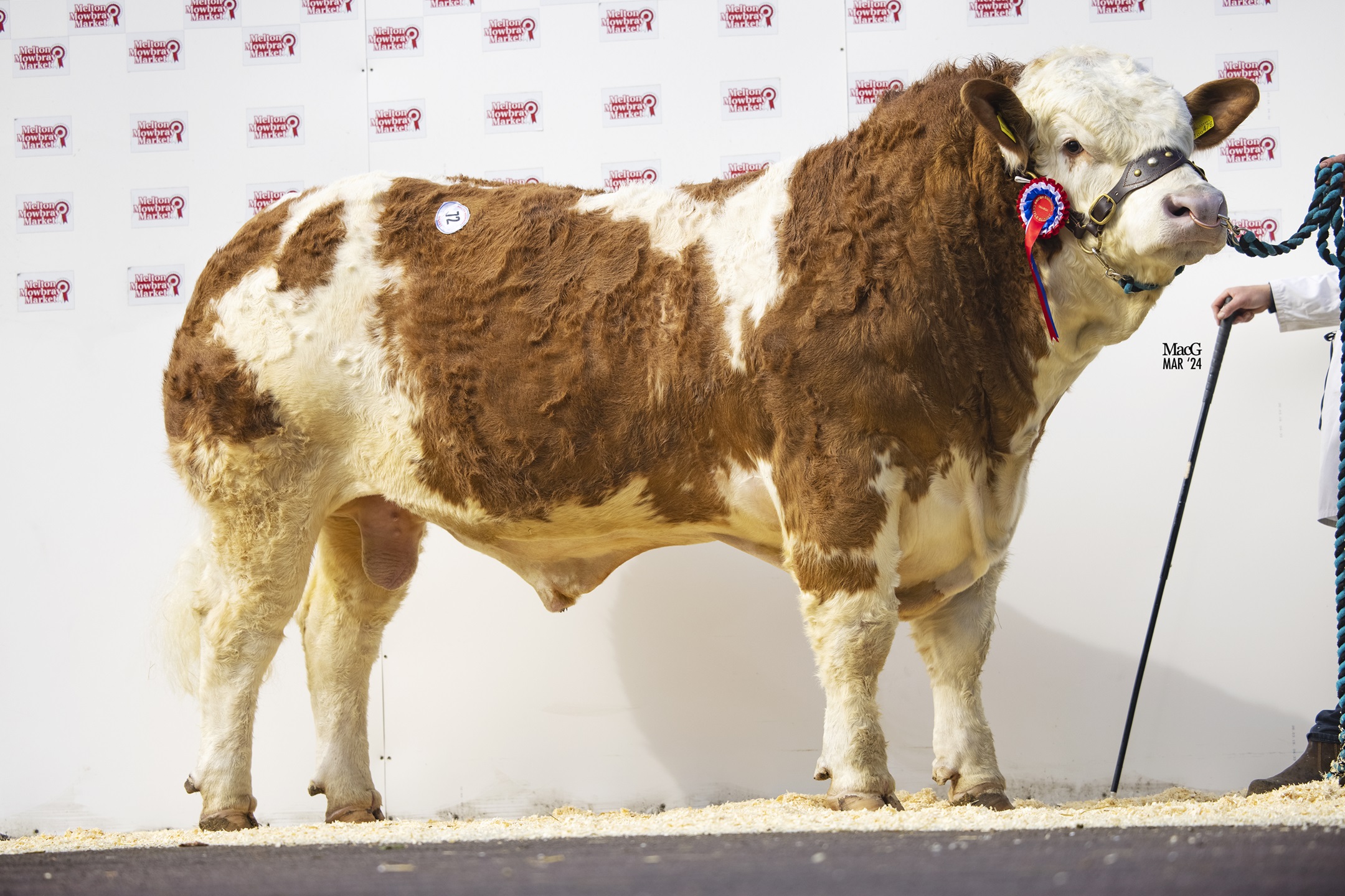 5000GNS SCOTLAND HILL NEWMAN LEADS SIMMENTAL TRADE AT MELTON MULTI ...