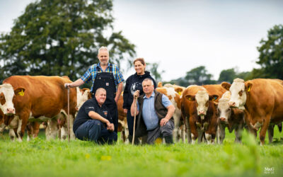 MODERN, VERSATILE OVERHILL HOUSE SIMMENTALS PROVING TO BE THE WHOLE PACKAGE