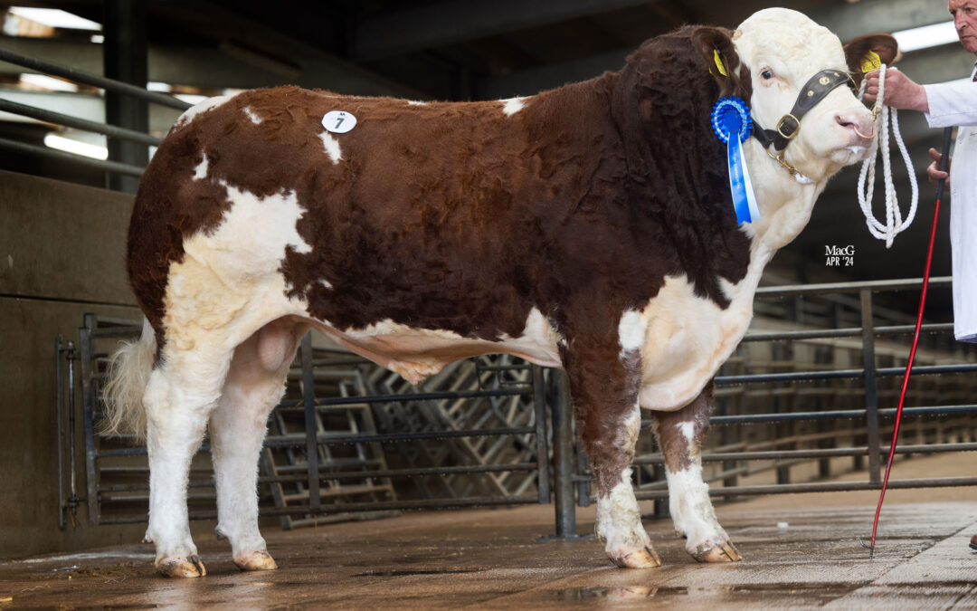 7500GNS KILLIWORGIE NORTH STAR (P) TOPS THE WORCESTER SIMMENTAL SALE TRADE!