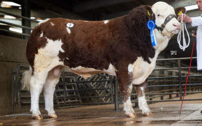 7500GNS KILLIWORGIE NORTH STAR (P) TOPS THE WORCESTER SIMMENTAL SALE TRADE!