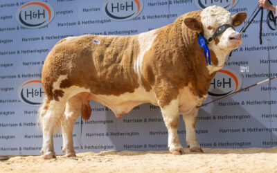 7,200GNS GRANGEWOOD NEW HOPE TOPS SOLID SIMMENTAL SALE AT CARLISLE