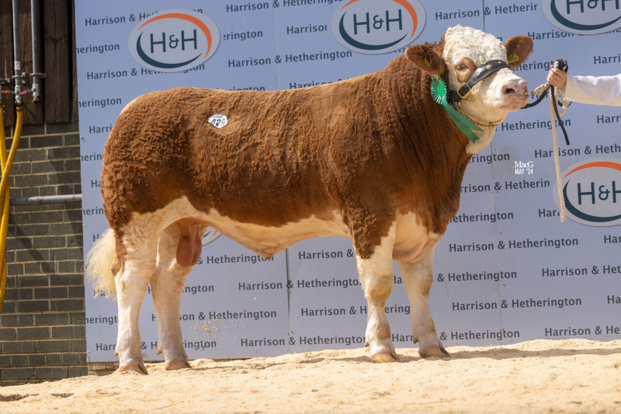 7,200GNS GRANGEWOOD NEW HOPE TOPS SOLID SIMMENTAL SALE AT CARLISLE ...