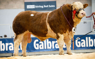 22,000GNS DENIZES NEW ORLEANS LEADS ALL-BREEDS TRADE AT STIRLING AND SETS NEW MAY SALE RECORD