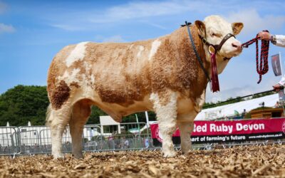 BOSAHAN NANSLOE 22 WINS SIMMENTAL CHAMPIONSHIP AND INTERBREED RESERVE CONTINENTAL AT 2024 DEVON COUNTY SHOW