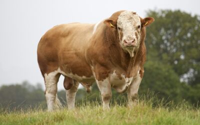 PART THREE OF THREE: SIMMENTALS TOPPING COMMERCIAL SALES AT 34 LIVESTOCK MARKETS AROUND THE UK!