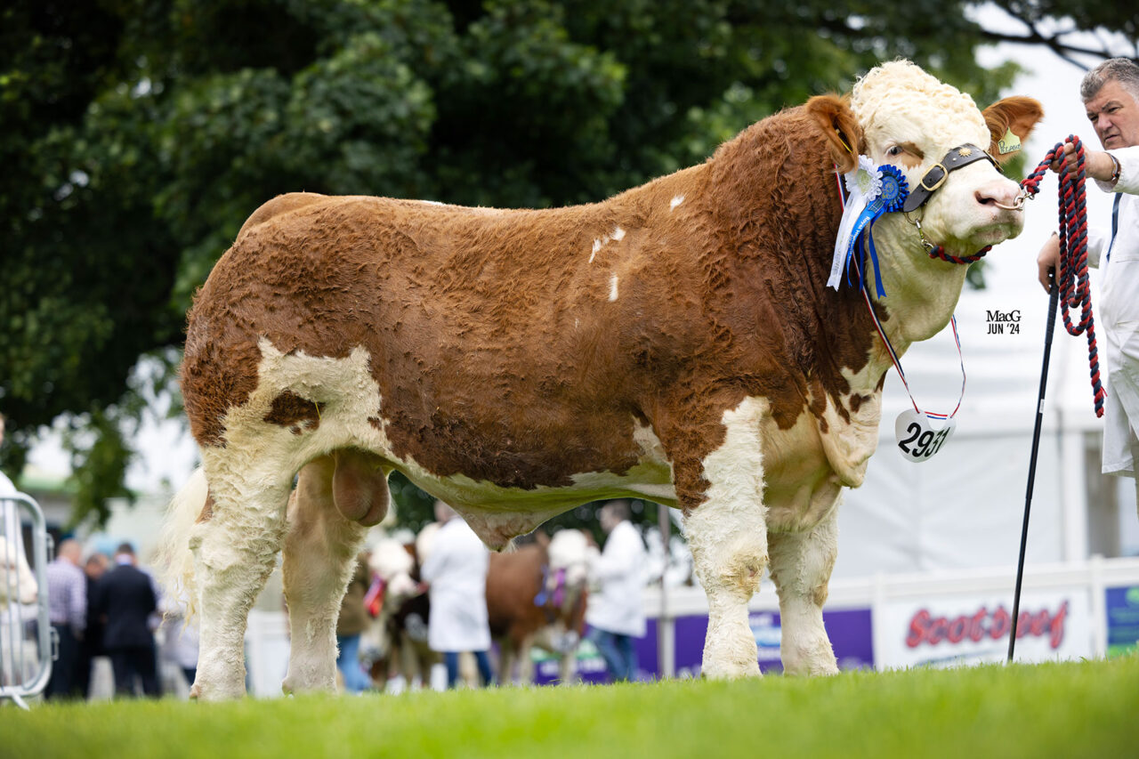 BACKMUIR WIN OVERALL INDIVIDUAL INTERBREED AT 2024 ROYAL HIGHLAND AFTER ...