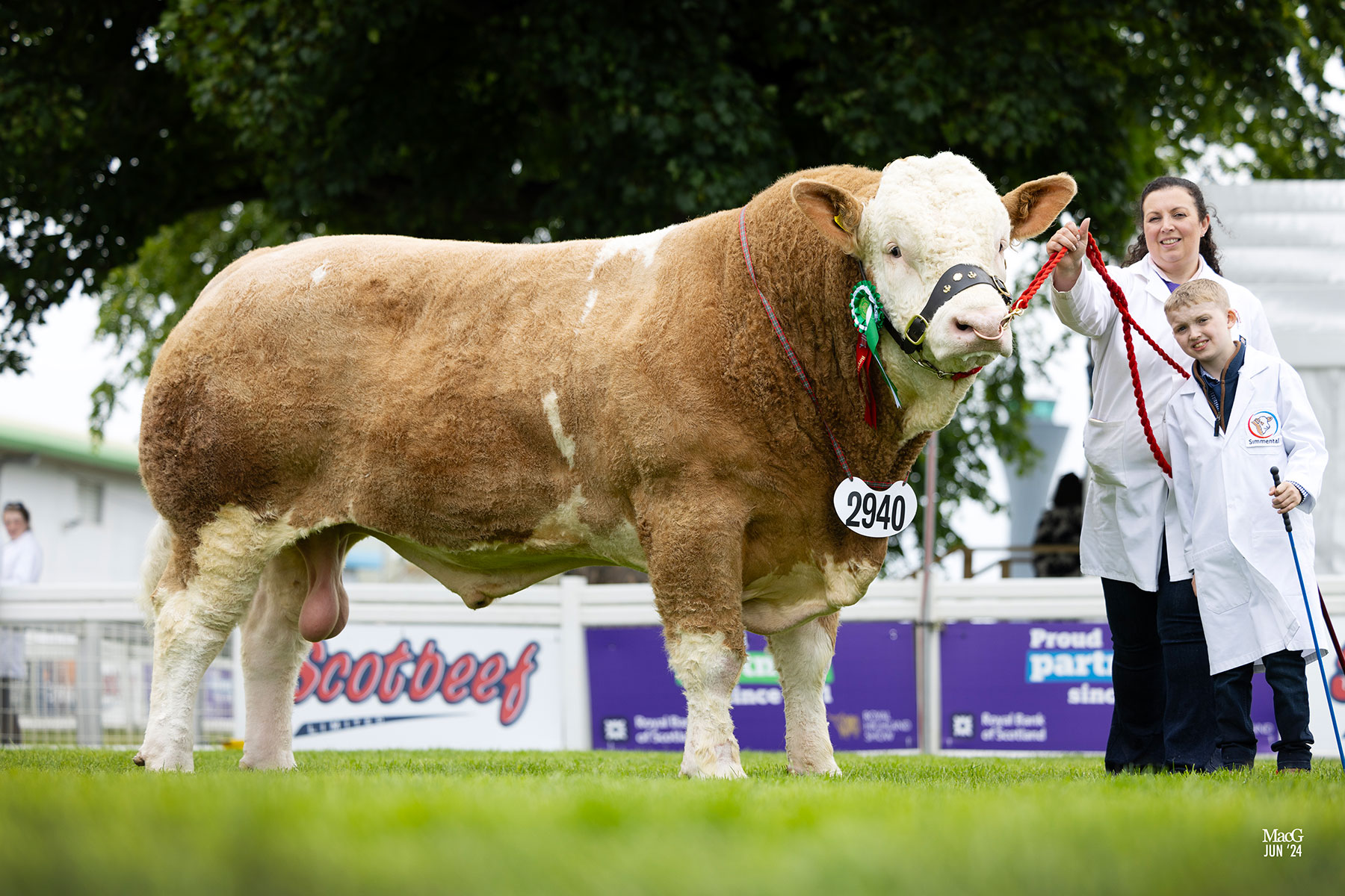 2024 Royal Highland Show Archives - British Simmental Cattle Society