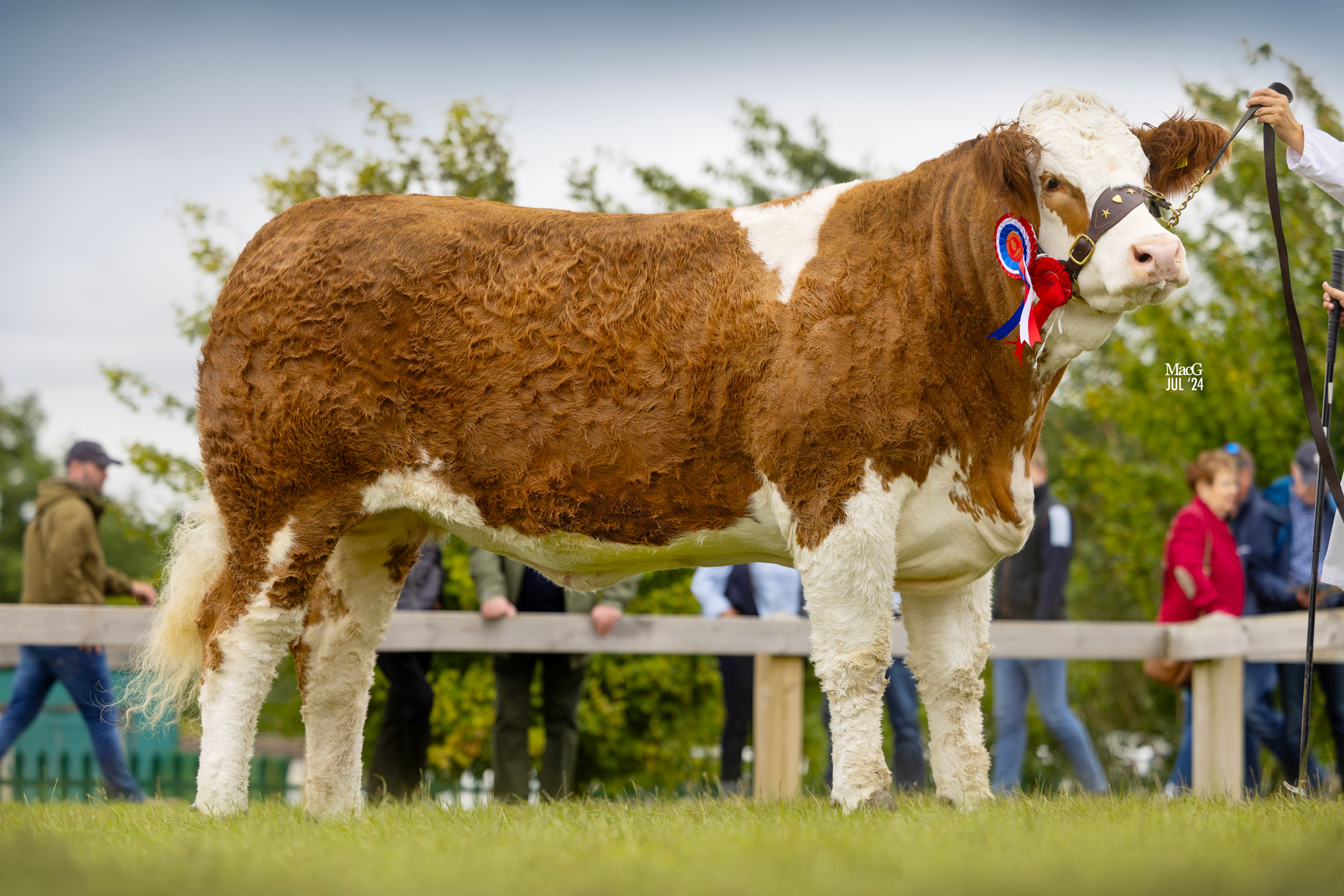 Popes Princess Noor Crowned Simmental Champion At 2024 Great Yorkshire 