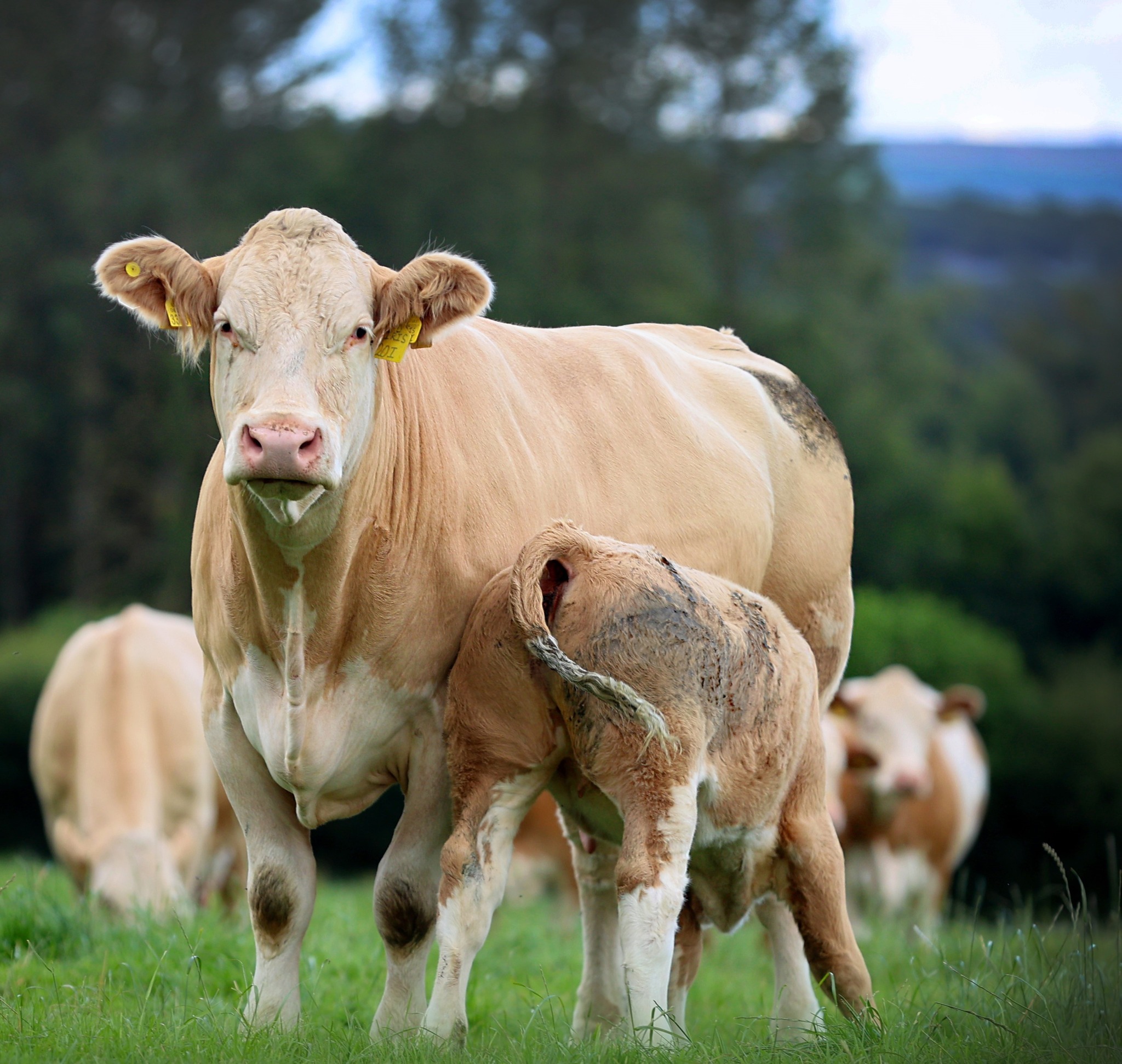 PART TWO: SIMMENTALS CONTINUING TO TOP COMMERCIAL SALES AT UK MARKETS ...