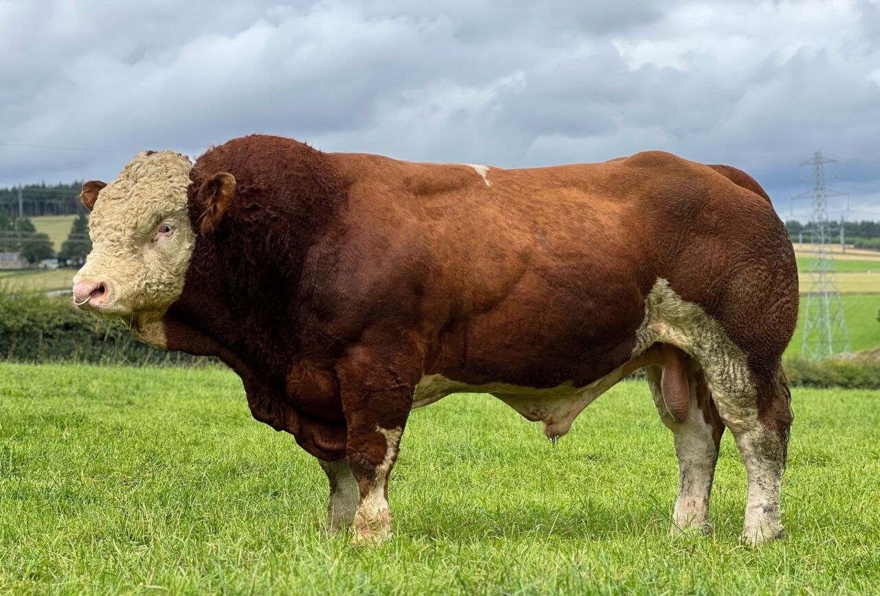 NOVEMBER MARKET BRIEFS: SUPER SIMMENTALS TOPPING SALES AT 38 LIVESTOCK ...