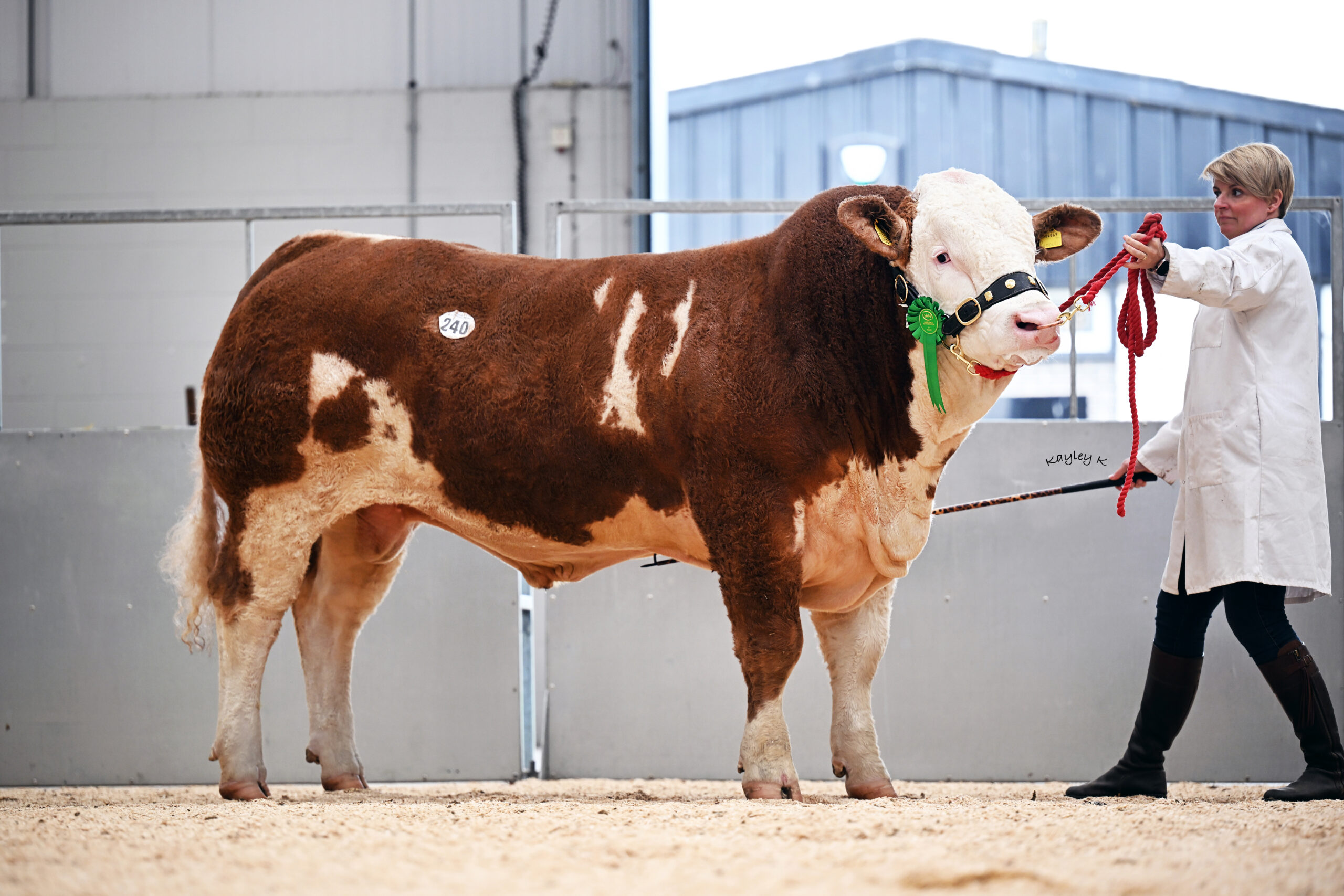Strong Rudolph 16,000GNS ISLAVALE RUDOLPH LEADS STRONG SIMMENTAL DEMAND AT CARLISLE ...